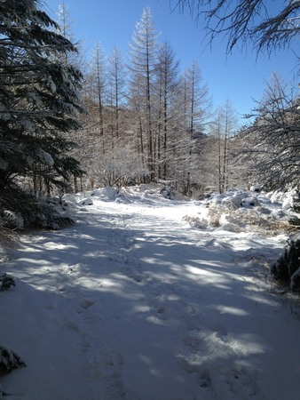 登山道と唐沢周辺の積雪状況です。