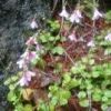 リンネソウ　唐沢登山口付近で咲いてます。