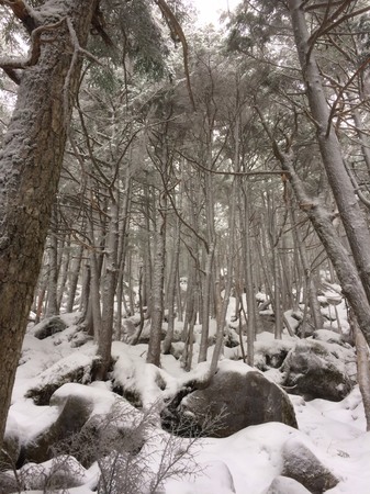 木々に雪がついて、樹林帯が綺麗