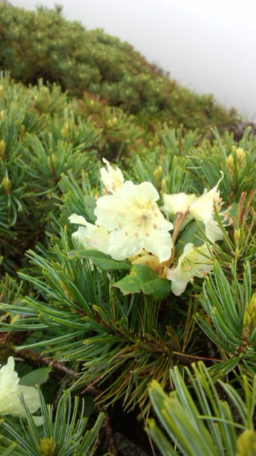 キバナシャクナゲ。オーレン小屋から硫黄岳～横岳は今、お花の最盛期を迎えています 