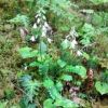 北八ヶ岳人気の可愛らしいオサバグサの花 