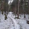 樹林帯の積雪状況