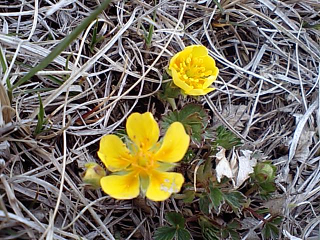 ミヤマキンバイ開花！硫黄岳山頂にて。高山植物の開花が、これから本格化してきます。 