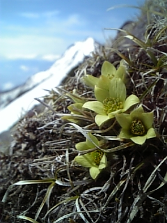 ツクモグサが開花。横岳で早咲きのものです（ほぼ例年並みの時期）。全体の見頃も、6月上旬くらいと思われます 