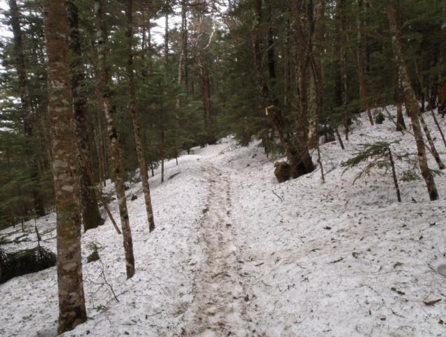 標高2500ｍ付近の森の中の登山道は残雪1ｍ以上あります 