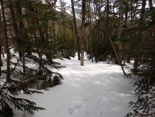 森の中の登山道は、約1ｍを超える残雪。例年と同程度。