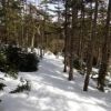 森の中の登山道は、約1ｍを超える残雪。例年と同程度。