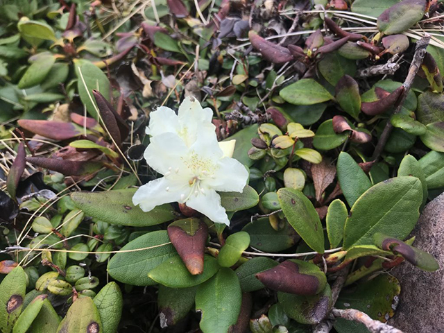 稜線の開花（キバナシャクナゲ）