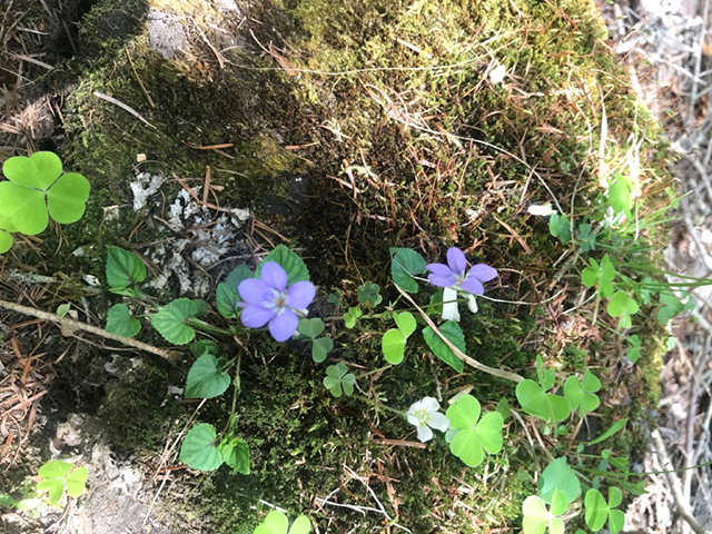 登山口周辺の開花（タチツボスミレ）