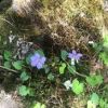 登山口周辺の開花（タチツボスミレ）