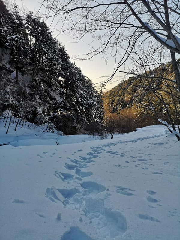 季節外れの、この冬一番多い降雪量でした。夏沢鉱泉で60cm！ のち、晴天で雪どけがすすんでいます。