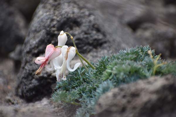 現在の硫黄岳山荘周辺のコマクサです。貴重なシロバナコマクサも咲いています。