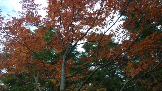 北沢登山道の紅葉がキレイになってきました 