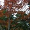 北沢登山道の紅葉がキレイになってきました 