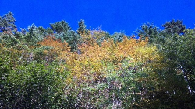 北沢登山道の紅葉の様子 