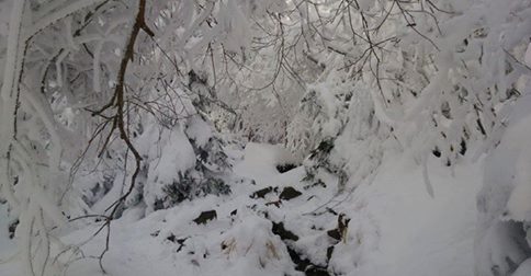 北沢の樹氷がきれいです