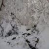 北沢の樹氷がきれいです