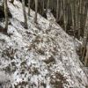 赤岩の頭～赤岳鉱泉　樹林帯には残雪の有る箇所が点在しています。気温上昇時には踏み抜き、低温時には凍結による滑落に要注意