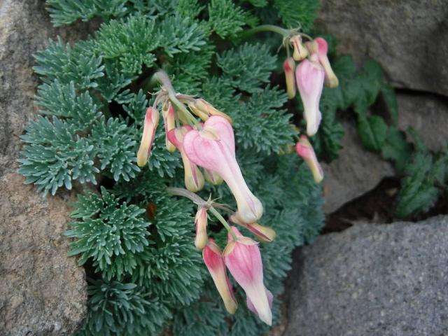 硫黄岳～横岳では、高山植物の女王である「コマクサ」が咲き始めています！