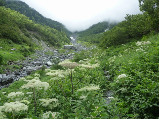 大樺沢ルート～若干雪渓は残っていますが、全て夏道を歩くことができます