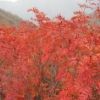ウラシマツツジ、ナナカマド、標高2000ｍ付近の紅葉が見頃です。