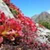 紅葉のウラシマツツジと北岳。鮮やかな赤色が山荘周辺を彩っています。