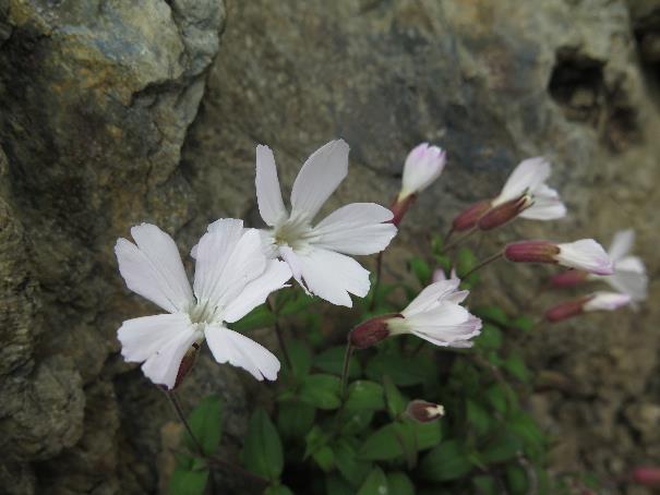 白花のタカネビランジ