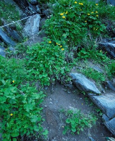 花の群生地への踏み後　高山植物の群生地への立ち入った踏み後が見受けられます。群生地への踏み入りは絶対にしないで下さい。