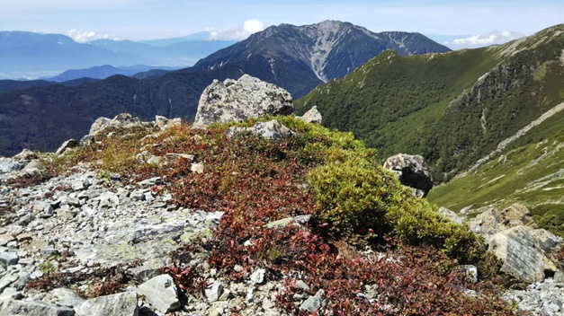 北岳山荘付近稜線より仙丈ヶ岳。ウラシマツツジの紅葉が始まっています