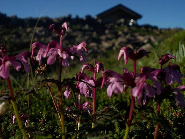 標高3000m超では、夏の花からそろそろ初秋の花にバトンタッチが始まります。赤石避難小屋付近　