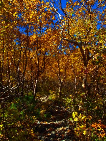 紅葉が進むと同時に落葉も進んでいるので、登山道を歩く時、空がよく見えるようになってきました。荒川小屋撮影