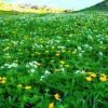 荒川中岳カールのお花畑が満開です。自称日本一のお花畑です。今いくしかないぞ、こりゃ！！