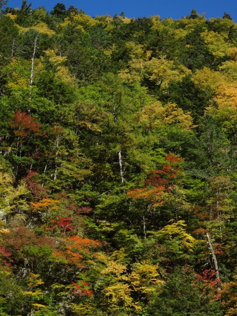 稜線は白くなり、紅葉はすでに二軒小屋（標高約1500ｍ）周辺の大井川源流沿いへ。だんだんと木々が色づいてきています。