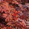 ナナカマドの実も葉も赤くなってきました