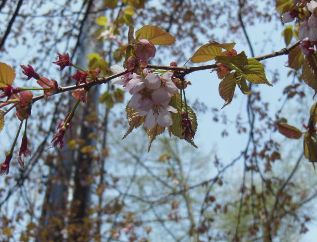 しらび平周辺で桜が咲き始めました。
