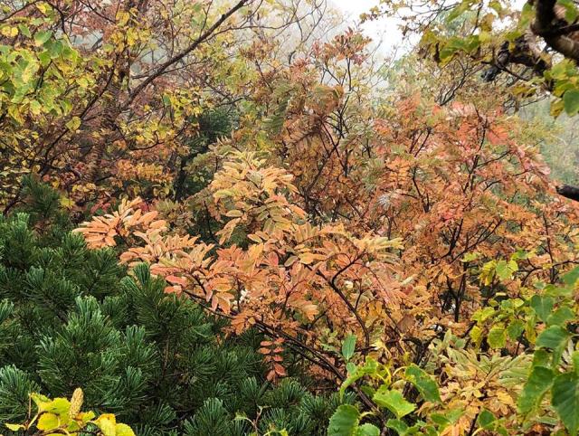 ナナカマドやダケカンバの樹木の紅葉も進行してきました