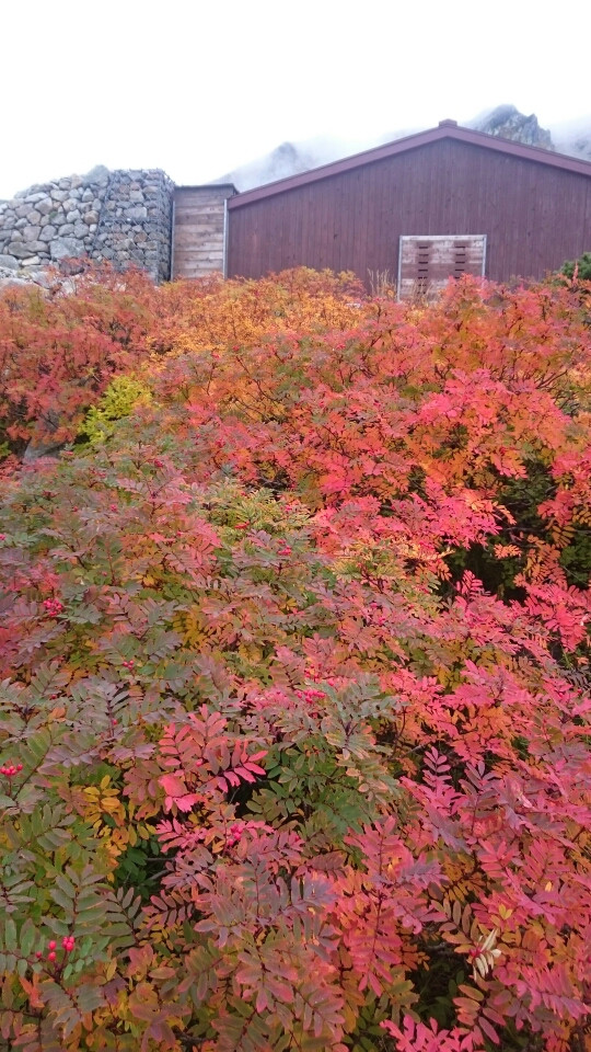小屋の横を少し下りたところから、ナナカマドの紅葉と剱沢小屋。