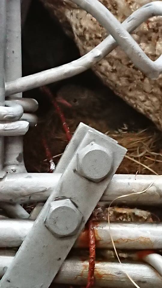 岩ひばりのひなが小屋の石垣に巣を作りました。ひなが数羽いるようです！