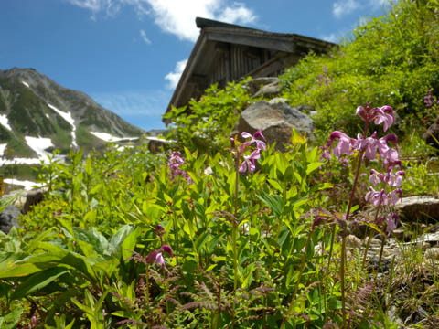 立山室堂の裏側で咲くヨツバシオガマと浄土山 