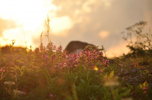 夕陽に照らされているヨツバシオガマ 