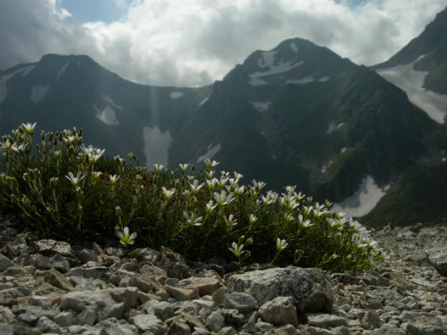 稜線に咲くタカネツメクサ