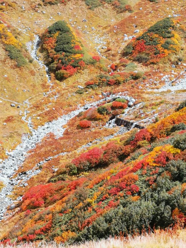 立山室堂山荘から立山 大汝山の情報 室堂は草紅葉 秋の花で色づいてま 19年09月06日 ヤマケイオンライン