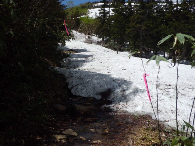 栂池ヒュッテから天狗原までは、まだ残雪があります。ルート上にピンクのテープをつけきました