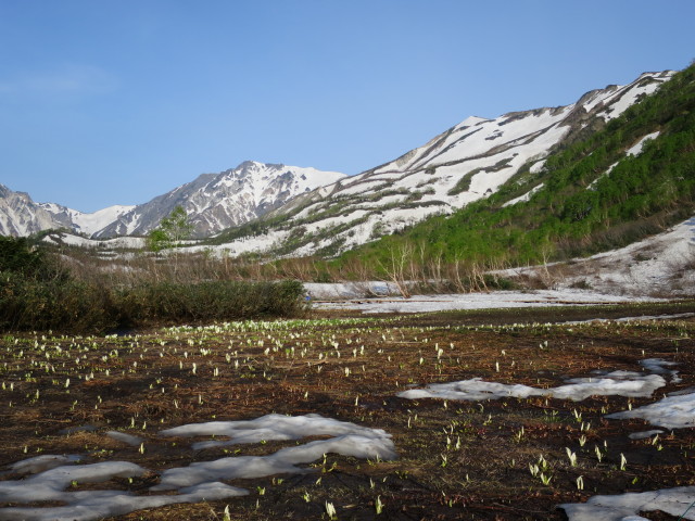 みずばしょう湿原も七割ほど雪が消えミズバショウのつぼみが出てきました。
