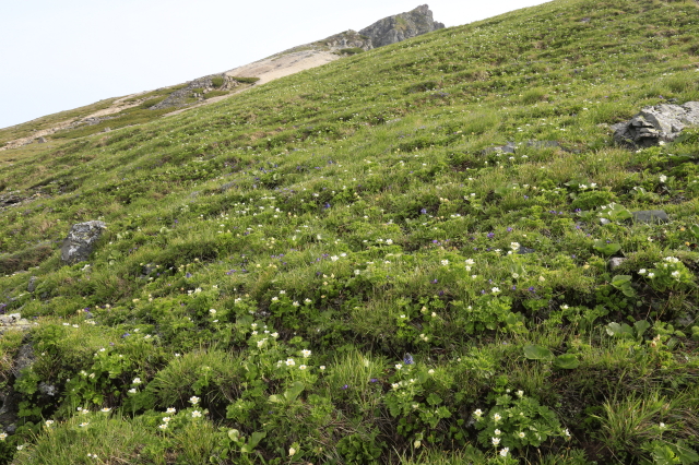 チングルマの群生地　山荘から頂上への道　お花畑が広がっています