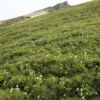 チングルマの群生地　山荘から頂上への道　お花畑が広がっています