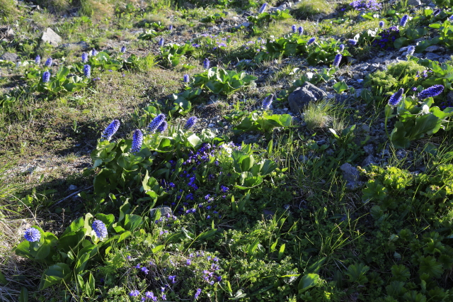 山荘付近のウルップソウは最盛期。今朝方の強風に揺さぶられながらも、けなげに咲き誇っていました。