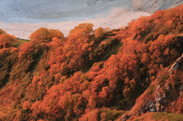 朝焼けに燃え立つ大雪渓の紅葉