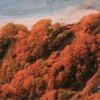 朝焼けに燃え立つ大雪渓の紅葉