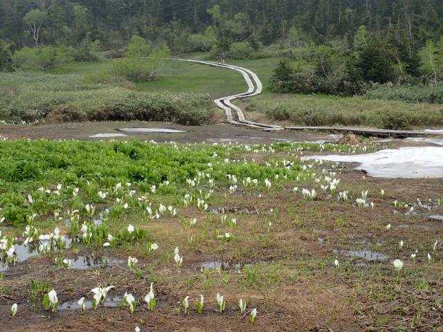 栂池　ワタスゲ湿原もミズバショウが満開で木道脇にはチングルマも咲いています。　